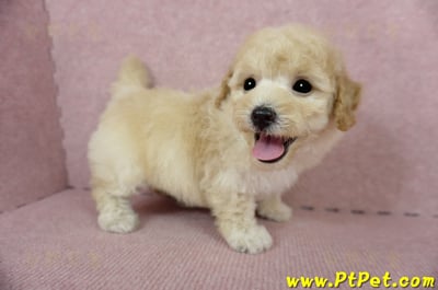 03/12泰迪比熊公幼犬1號(嘉義市)5