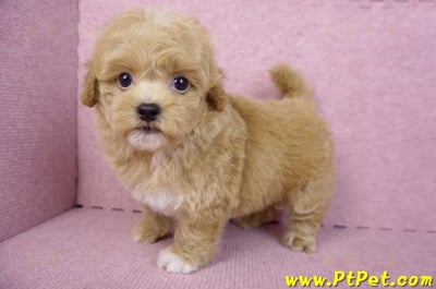 08/12泰迪比熊母幼犬2號(桃園龜山)9