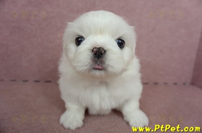 05/27北京狗母幼犬(台北萬華)1