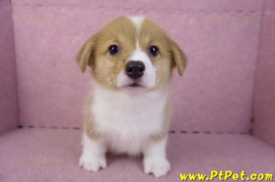 10/10雙色柯基犬母幼犬2號(花蓮吉安)3