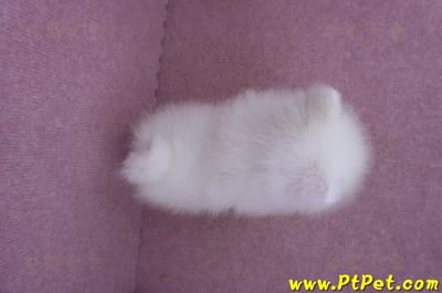 06/23迷你型松鼠白博美母幼犬(屏東市)6