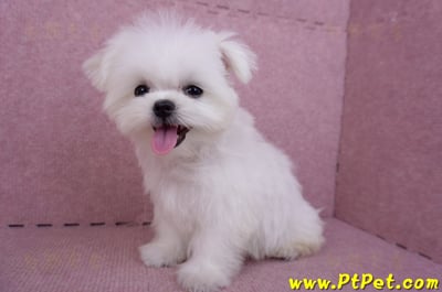 07/26迷你型馬爾濟斯公幼犬(屏東市)8