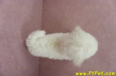 05/20比熊犬母幼犬(桃園楊梅)13