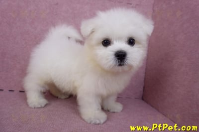03/20馬爾濟斯公幼犬8