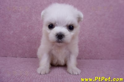 07/26迷你型馬爾濟斯 I 母幼犬(高雄大社)2