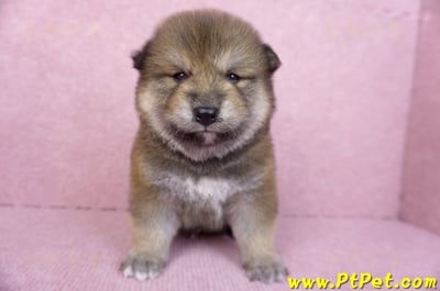 10/06赤色長毛柴犬公幼犬(高雄鼓山)1