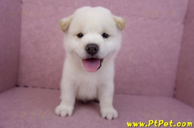07/22白色柴犬公幼犬3