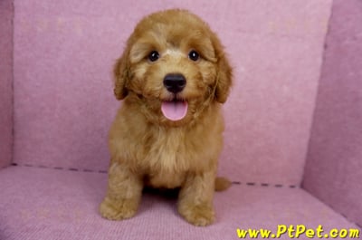 05/22迷你型紅貴賓公幼犬(新竹湖口)1