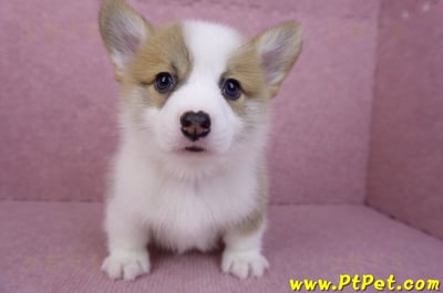 08/03雙色柯基犬公幼犬2號(屏東萬丹)5