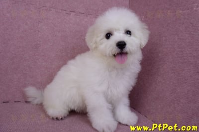 07/22比熊犬母幼犬(桃園中壢)4