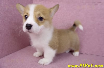 08/03雙色柯基犬母幼犬2號(屏東長治)10