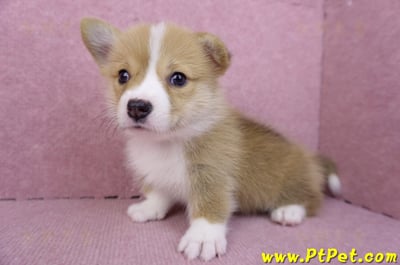 08/05雙色柯基犬母幼犬2號(屏東市)7