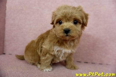 10/25玩具型紅色馬爾泰迪母幼犬(新北土城)5