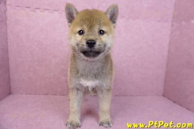 07/11赤色柴犬母幼犬(台南東區)1