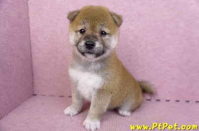 07/11赤色柴犬母幼犬1號(新北中和)10