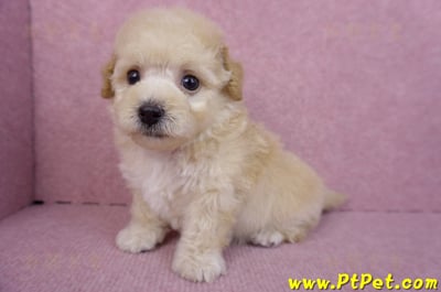 09/23泰迪比熊母幼犬3號(高雄大寮)10