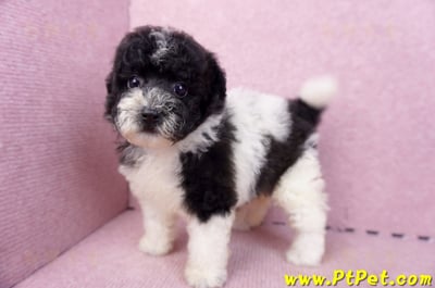 07/10迷你型花貴賓母幼犬2號(台南中西)11