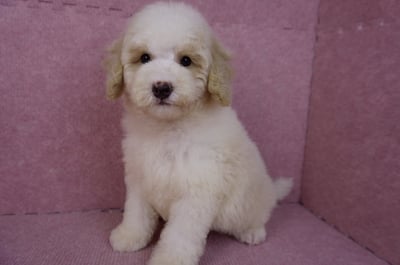 07/10迷你型花貴賓公幼犬(奶油花)(屏東東港)8