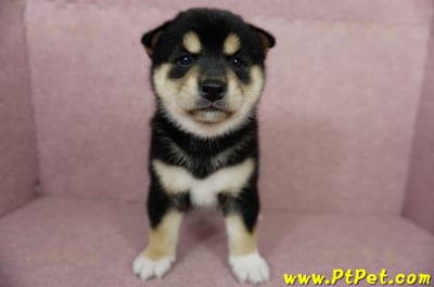 06/04黑色柴犬母幼犬(屏東潮州)1