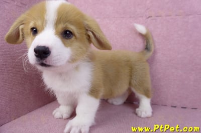 11/02雙色柯基犬公幼犬9