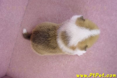 03/14雙色柯基犬公幼犬10