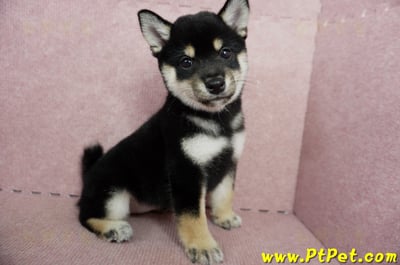 05/14黑色柴犬母幼犬2號(屏東瑪家)4