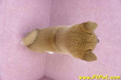 11/19赤色柴犬公幼犬(台中豐原)11