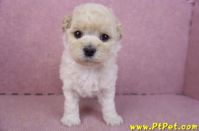 01/01泰迪比熊母幼犬1