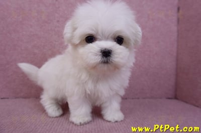 11/20馬爾濟斯母幼犬5