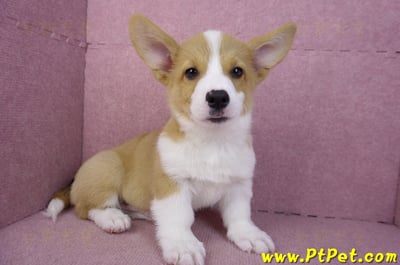 11/02雙色柯基犬公幼犬(高雄鼓山)8