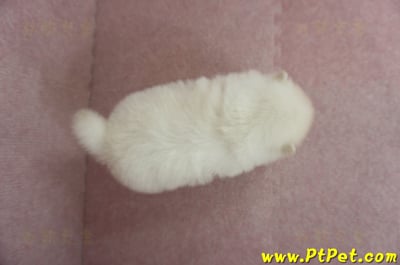 01/20迷你型松鼠白博美母幼犬(高雄鳳山)12