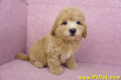 08/10泰迪比熊母幼犬(新北新店)3
