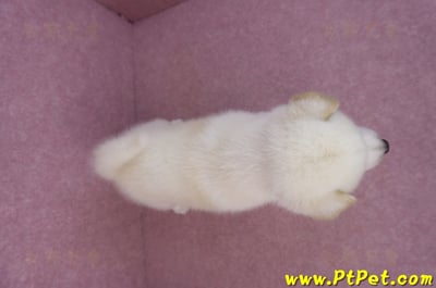 07/22白色柴犬公幼犬13