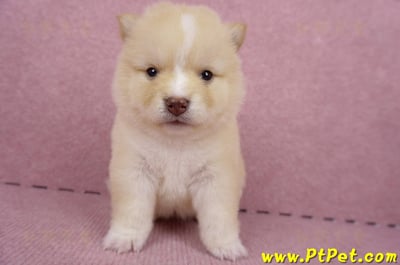 06/24白色柴犬母幼犬(桃園楊梅)1