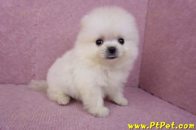 07/23迷你型松鼠白博美公幼犬(新竹香山)8