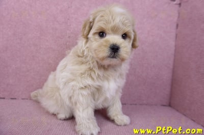 11/23馬爾泰迪公幼犬2號6