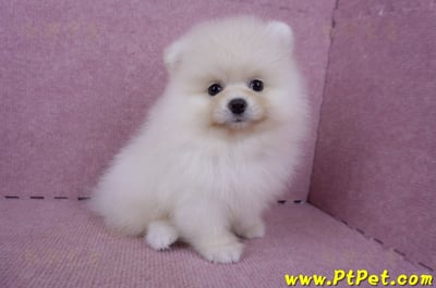 06/23迷你型松鼠白博美公幼犬(新北板橋)6