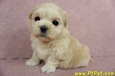 03/21奶油色馬爾泰迪 II 母幼犬1號(新竹市)6