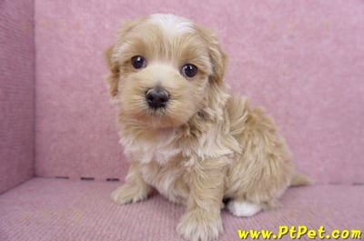 02/20馬爾泰迪母幼犬1號(新竹市)8