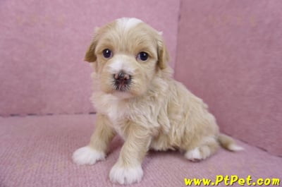 01/30馬爾泰迪公幼犬2號6