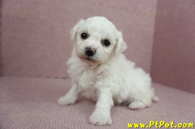 01/12比熊犬母幼犬(屏東市)6