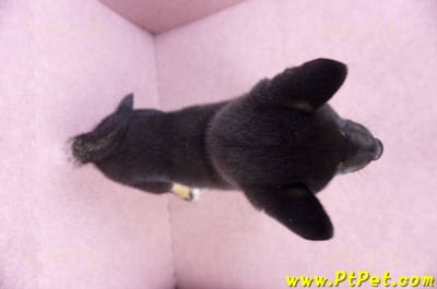 10/15黑色柴犬公幼犬(基隆七堵)11