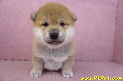 02/06赤色柴犬母幼犬3號1