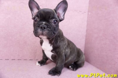 09/18虎斑色法國鬥牛母幼犬1號(屏東泰武)10