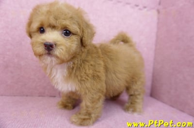 04/28泰迪比熊母幼犬(台北松山)7