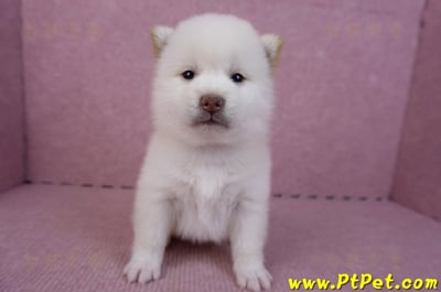 07/11白色柴犬母幼犬(高雄苓雅)1