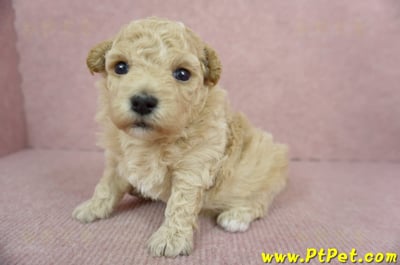 03/12泰迪比熊母幼犬3號(台南新化)6