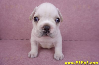 03/21奶白色法國鬥牛公幼犬3號1