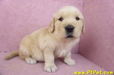 03/12黃金獵犬母幼犬1號4