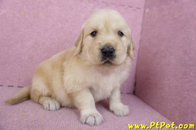 11/14黃金獵犬母幼犬3號(高雄左營)4